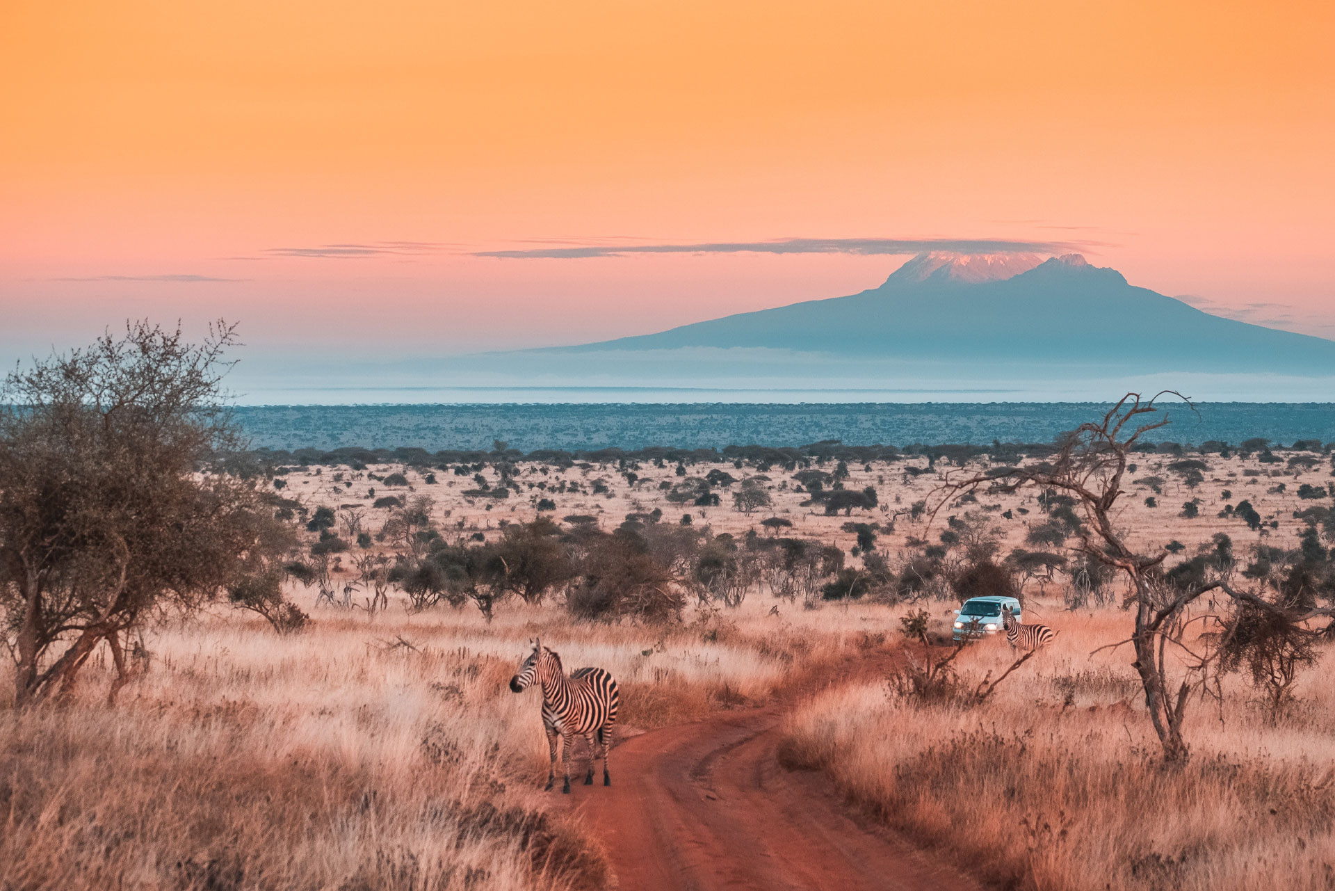 Safari dans la savane kenyane avec des zèbres autour d'un véhicule, sur fond du Kilimandjaro.